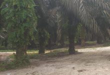 PT NSR di Desa Segati Kabupaten Pelalawan