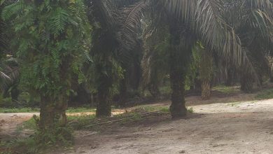 PT NSR di Desa Segati Kabupaten Pelalawan